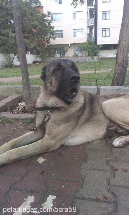 tarzan Erkek Kangal