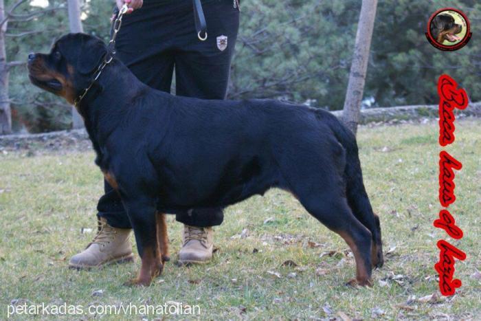 beccahausoflazi Dişi Rottweiler