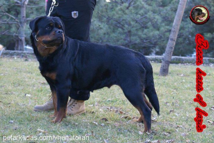 beccahausoflazi Dişi Rottweiler