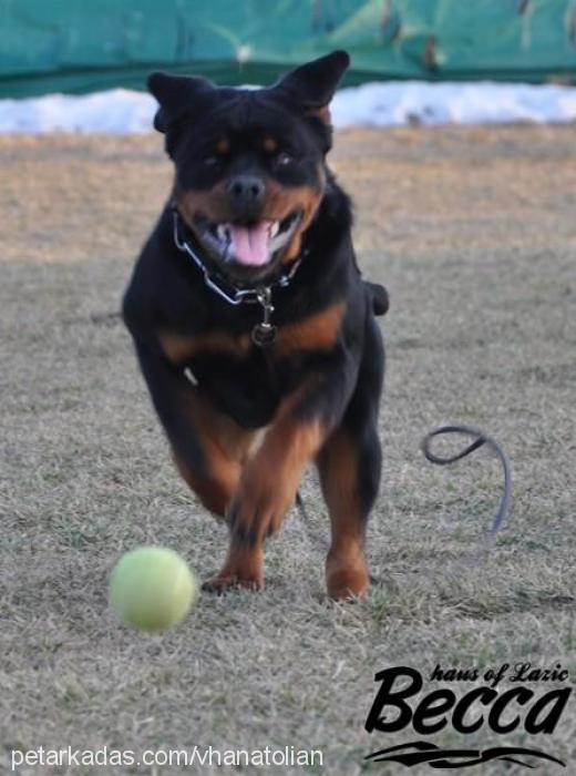 beccahausoflazi Dişi Rottweiler