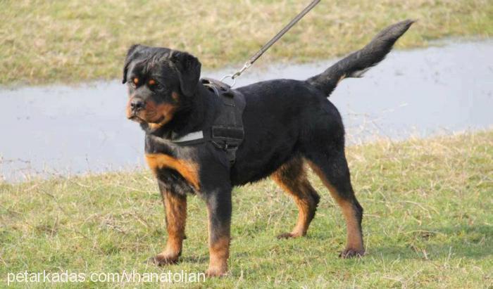 beccahausoflazi Dişi Rottweiler