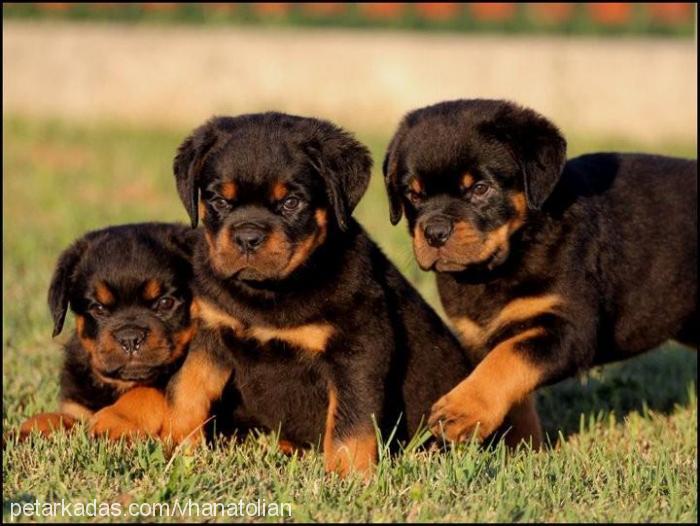 beccahausoflazi Dişi Rottweiler