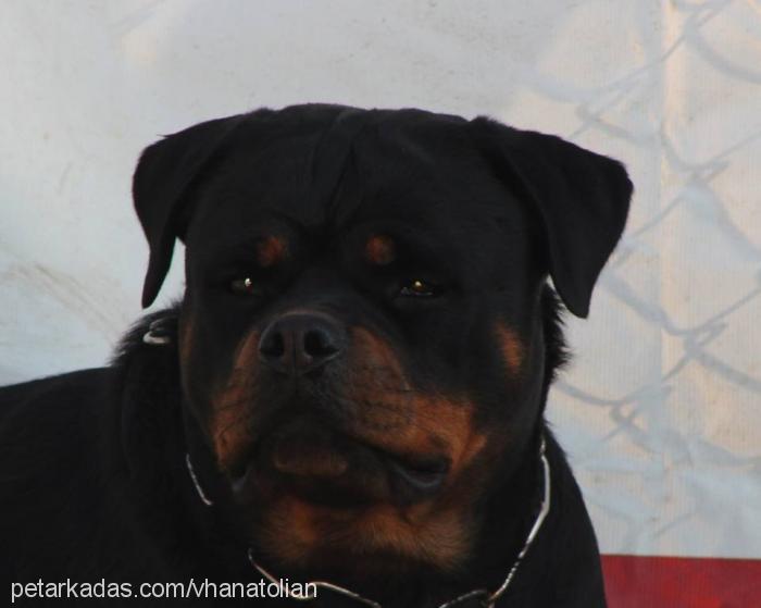 electravomhausa Dişi Rottweiler