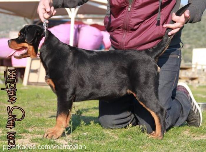 electravomhausa Dişi Rottweiler