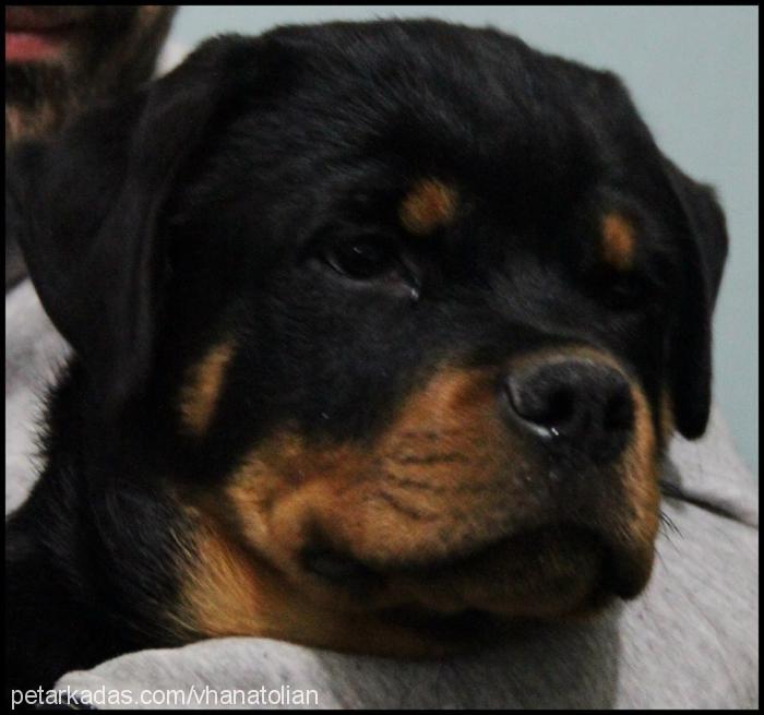 electravomhausa Dişi Rottweiler