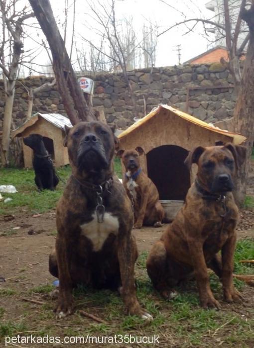 volga Dişi Mastiff