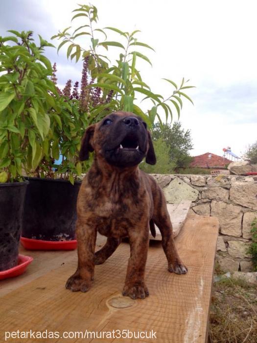 volga Dişi Mastiff