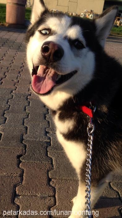 luna Dişi Sibirya Kurdu (Husky)