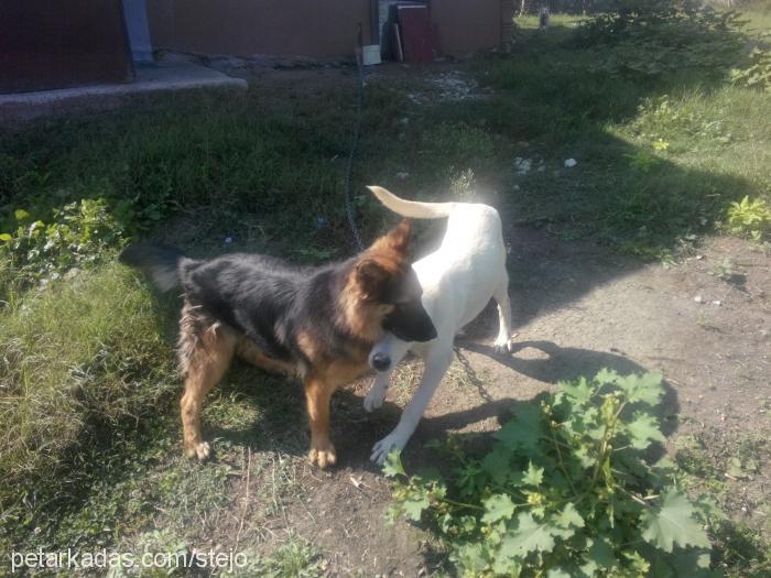 tina Dişi Alman Çoban Köpeği