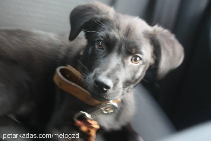 melo Erkek Labrador Retriever