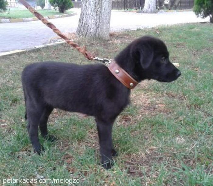 melo Erkek Labrador Retriever