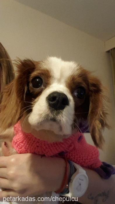 leyli Dişi King Charles Spaniel