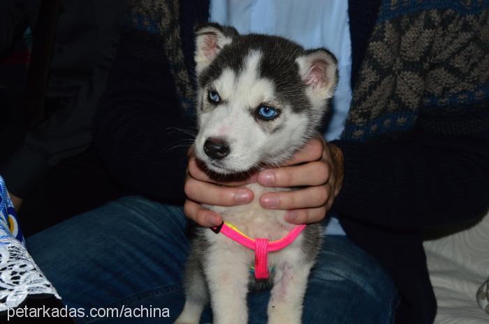 açina Dişi Sibirya Kurdu (Husky)