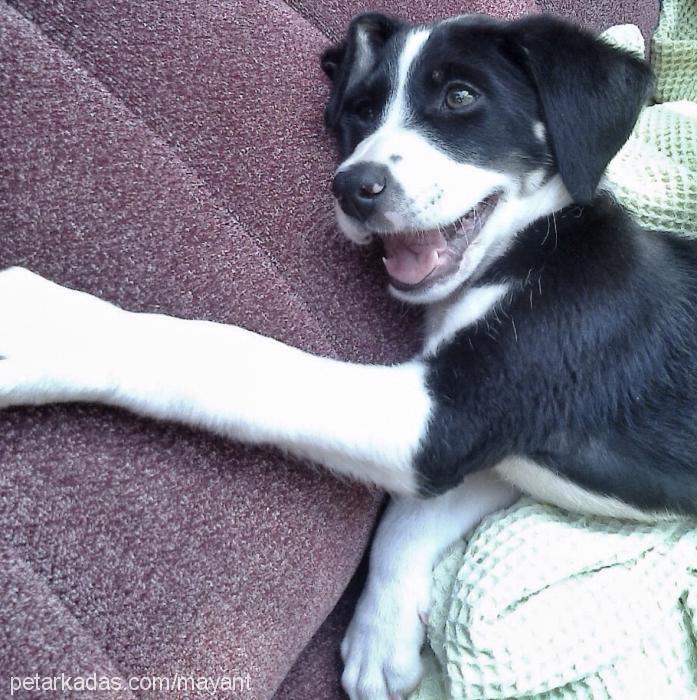 maya Dişi Border Collie