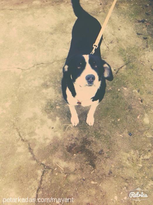 maya Dişi Border Collie