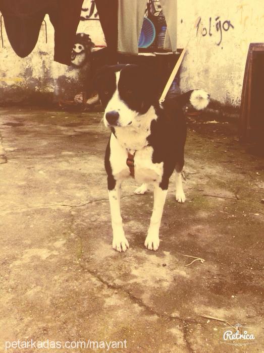 maya Dişi Border Collie