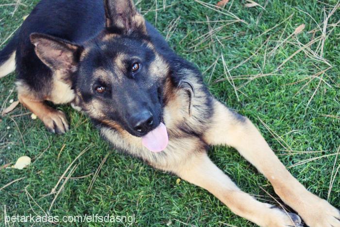 body Erkek Alman Çoban Köpeği