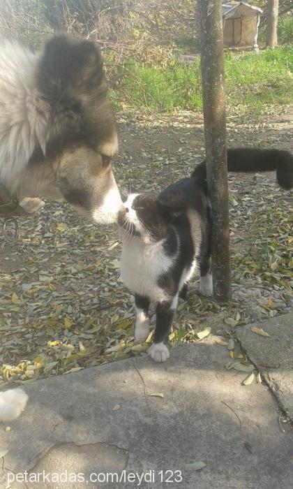 toprak Erkek Sibirya Kurdu (Husky)