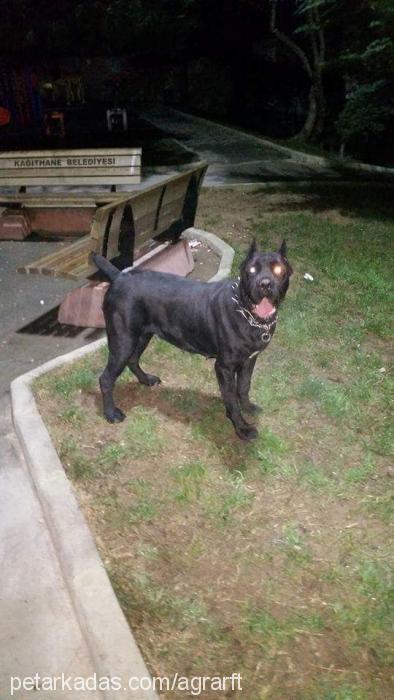 hera Dişi Cane Corso Italiano