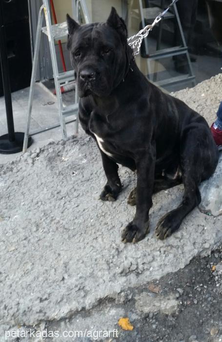 hera Dişi Cane Corso Italiano