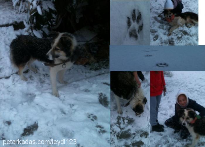 toprak Erkek Sibirya Kurdu (Husky)