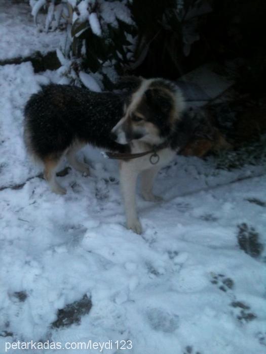 toprak Erkek Sibirya Kurdu (Husky)