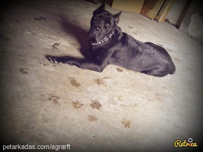 hera Dişi Cane Corso Italiano