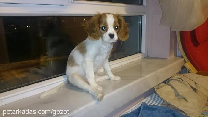 mocha Dişi Cavalier King Charles Spanieli