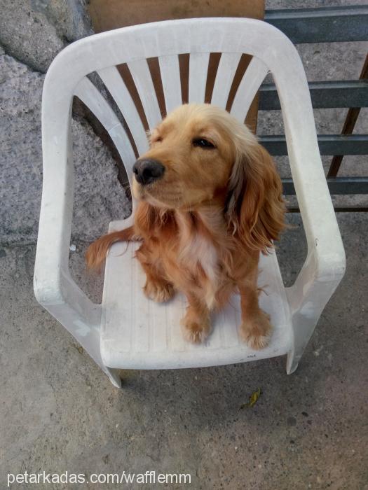 waffle Dişi Amerikan Cocker Spaniel