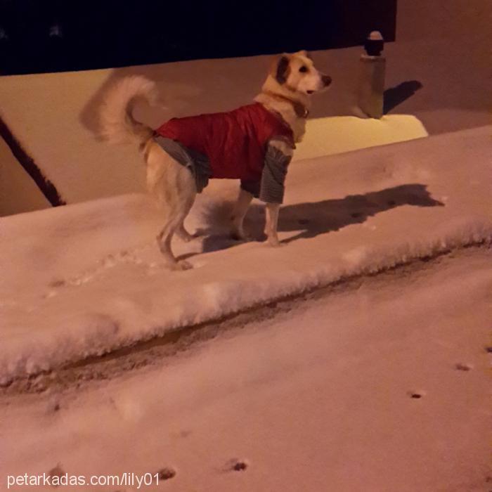 lily Dişi Golden Retriever