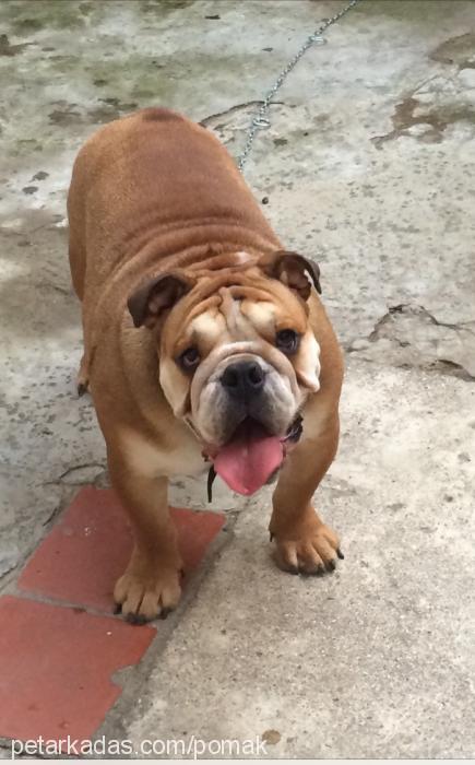 athos Erkek İngiliz Bulldog