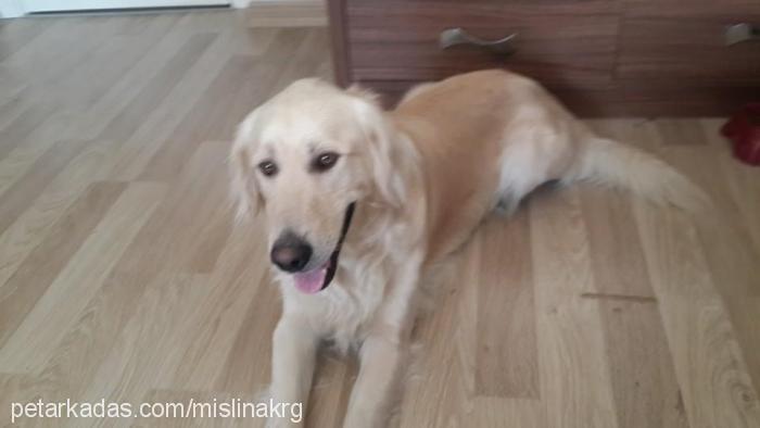 Çapkın Erkek Golden Retriever