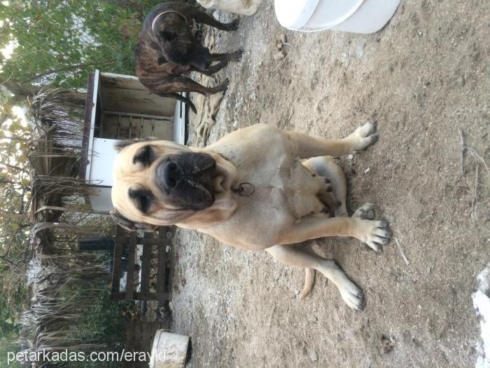 shina Dişi Mastiff