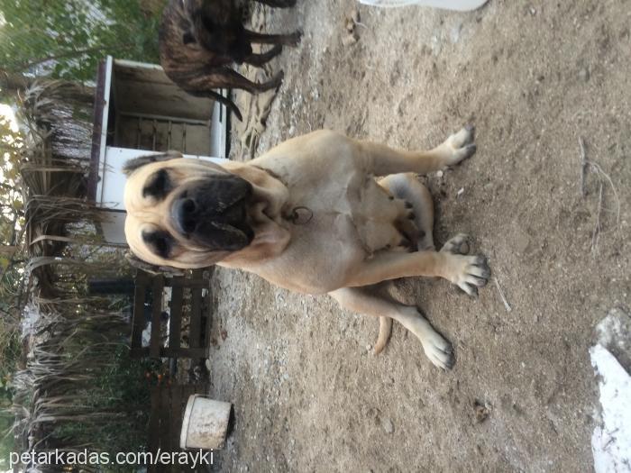 shina Dişi Mastiff