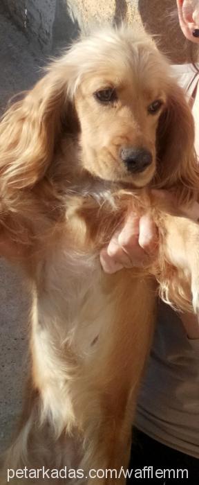 waffle Dişi Amerikan Cocker Spaniel