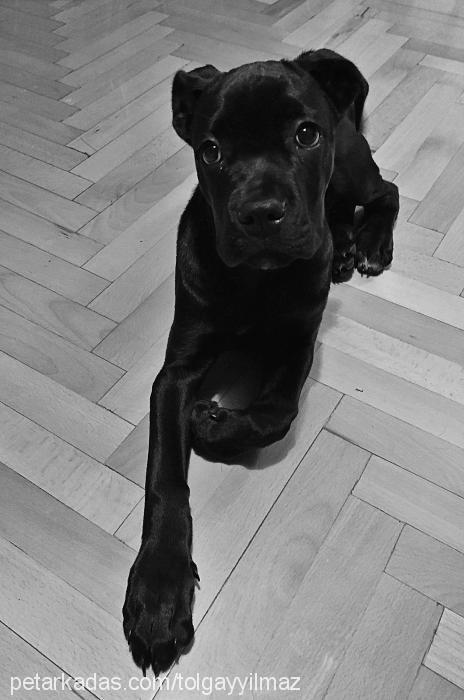 zoe Dişi Cane Corso Italiano