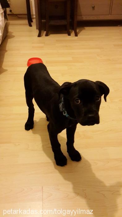 zoe Dişi Cane Corso Italiano