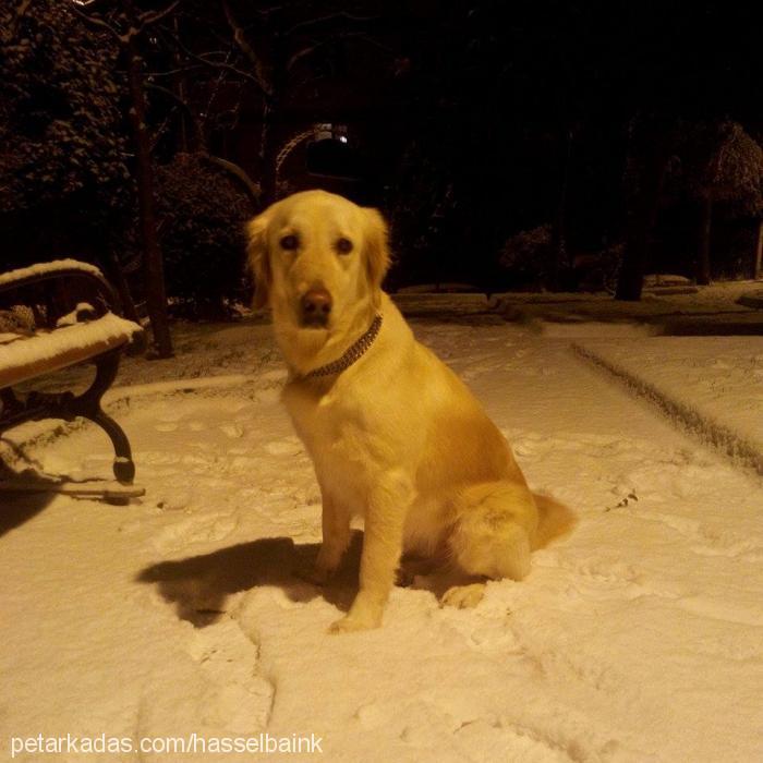 lucifer Dişi Golden Retriever