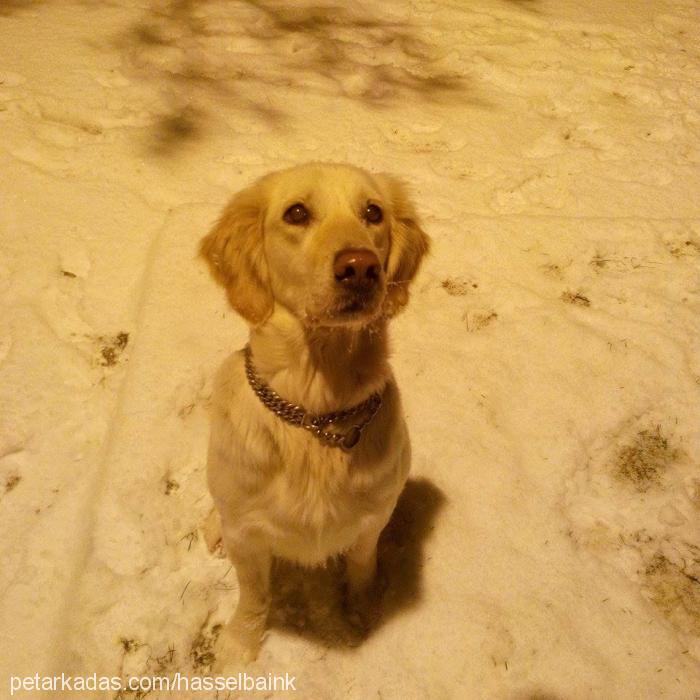 lucifer Dişi Golden Retriever