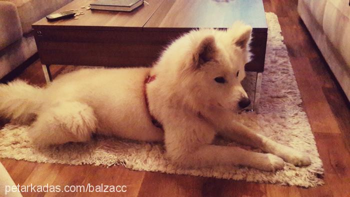 balzac Erkek Samoyed