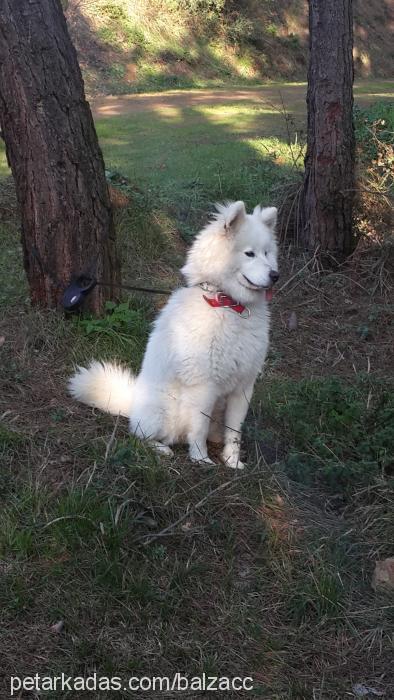 balzac Erkek Samoyed