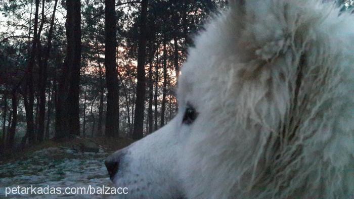 balzac Erkek Samoyed