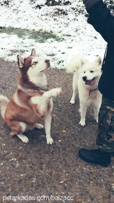 balzac Erkek Samoyed