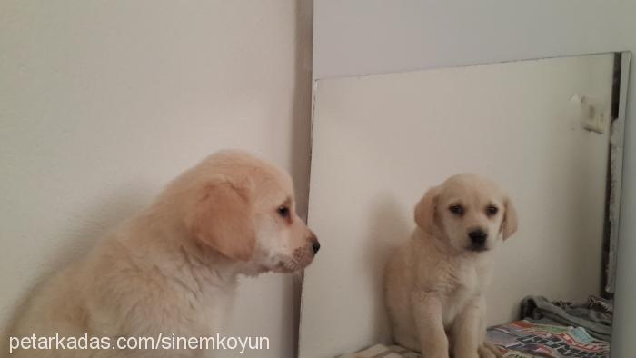 haydut Erkek Golden Retriever