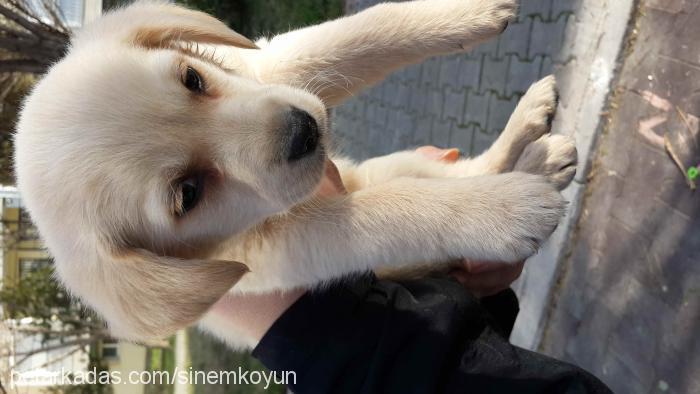 haydut Erkek Golden Retriever