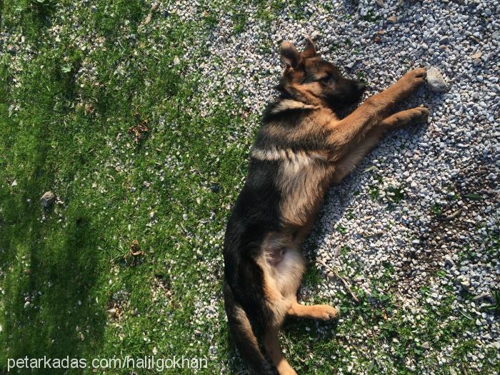 hector Erkek Alman Çoban Köpeği