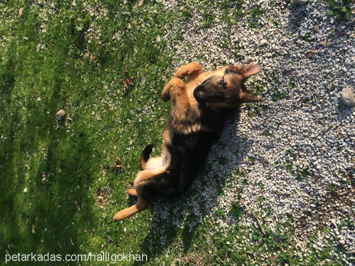 hector Erkek Alman Çoban Köpeği