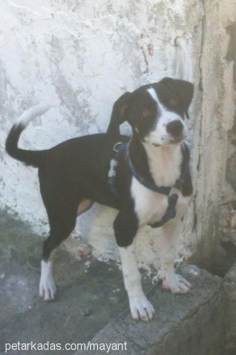 maya Dişi Border Collie