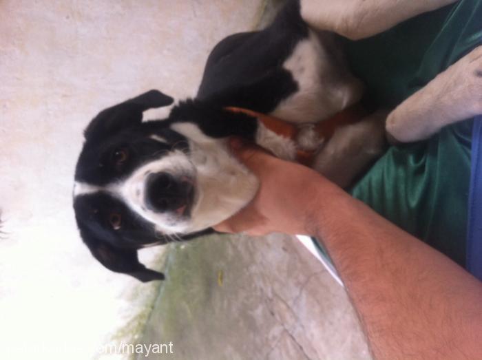 maya Dişi Border Collie