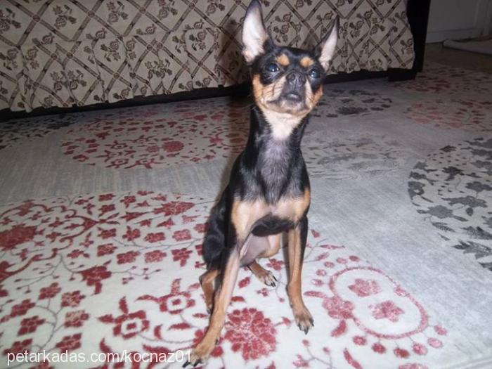 keshanaz Dişi Doberman Pinscher